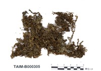 藏品(大葉提燈苔)的圖片